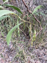 Acacia falcata