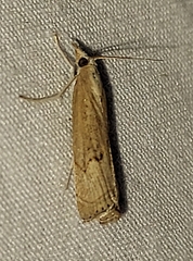 Parapediasia teterrellus