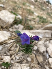 Echium vulgare pustulatum