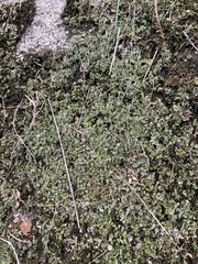 Cladonia pyxidata