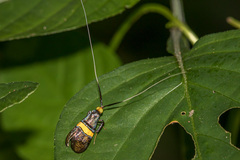 Nemophora decisella