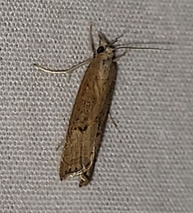 Parapediasia teterrellus