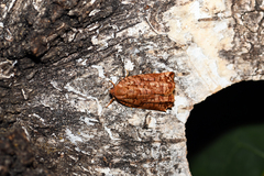 Archips oporana