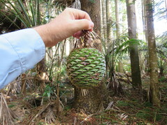 Araucaria columnaris