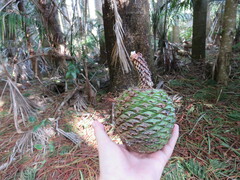 Araucaria columnaris