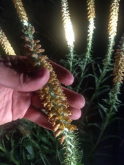 Digitalis parviflora