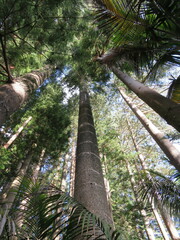 Araucaria columnaris