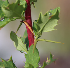 Berberis vulgaris