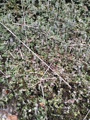 Cladonia verticillata