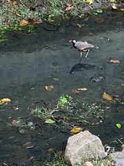 Vanellus indicus