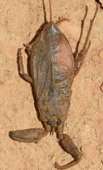 Nepa cinerea