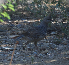 Callipepla squamata