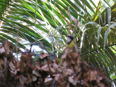 Pachycephala pectoralis