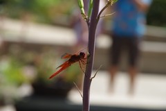 Libellula saturata