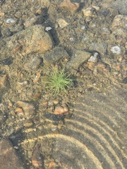 Fimbristylis vahlii