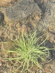 Fimbristylis vahlii
