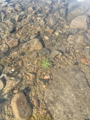 Fimbristylis vahlii