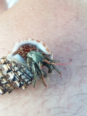 Clibanarius erythropus