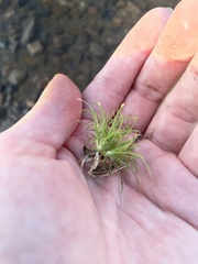 Fimbristylis vahlii