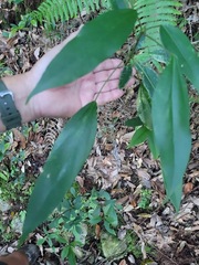 Dendropanax dentiger