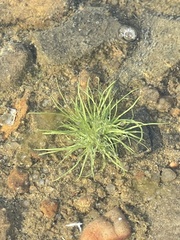 Fimbristylis vahlii