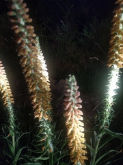 Digitalis parviflora