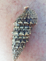 Cerithium vulgatum
