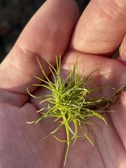 Fimbristylis vahlii