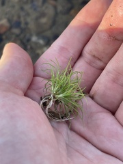 Fimbristylis vahlii