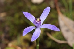Pheladenia deformis