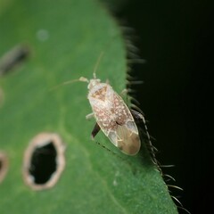 Compsidolon salicellum