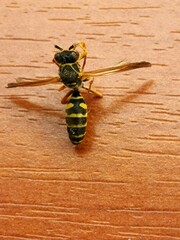 Polistes chinensis