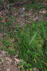 Dianella