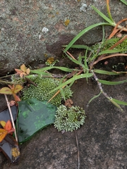 Bryum argenteum