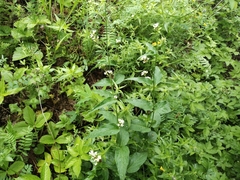 Vincetoxicum hirundinaria