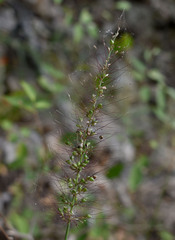 Setaria australiensis