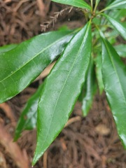 Litsea acuminata