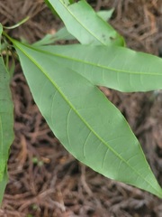 Litsea acuminata