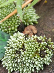 Bryum argenteum