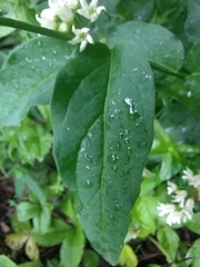 Vincetoxicum hirundinaria