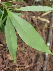 Litsea acuminata