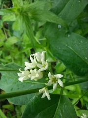 Vincetoxicum hirundinaria