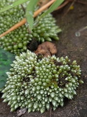 Bryum argenteum