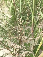 Cakile edentula harperi