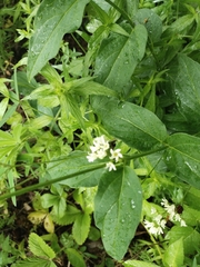 Vincetoxicum hirundinaria