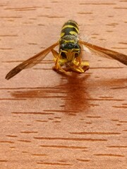 Polistes chinensis