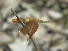 Neurothemis fulvia