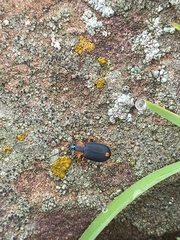 Chlaenius malachinus