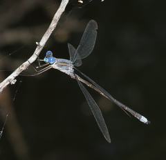 Archilestes californicus