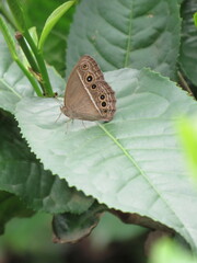 Mycalesis mineus
